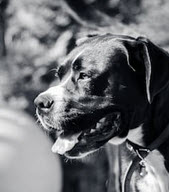 Dog7 Dog7